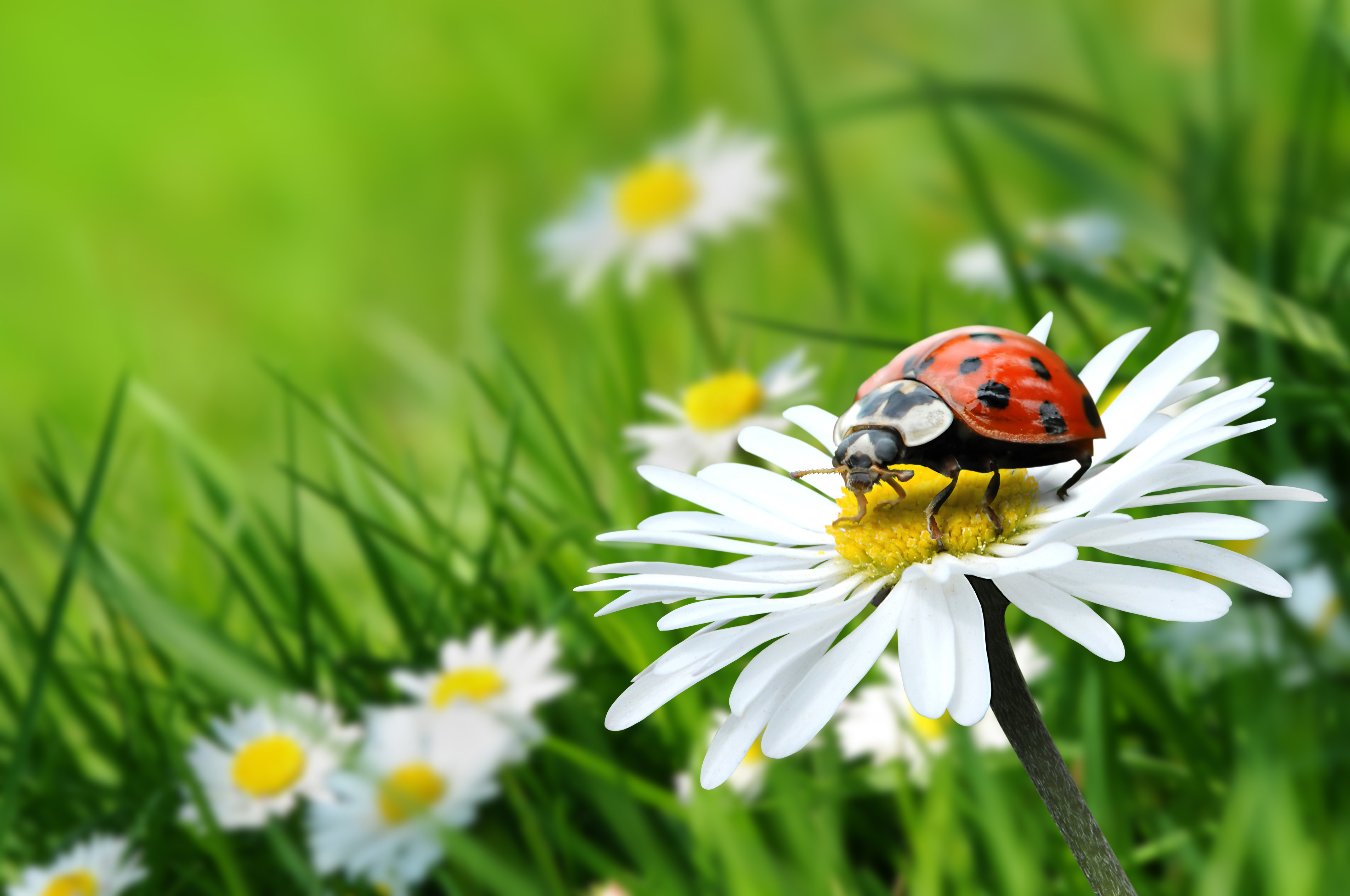 Blume_Gras_Marienkäfer_Fotolia_14889076_Subscription_XL.jpg